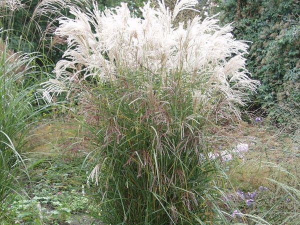 Miskantas kininis ,Blütenwunder' (lot. Miscanthus sinensis) Miskantas kininis ,Blütenwunder' (lot. Miscanthus sinensis)